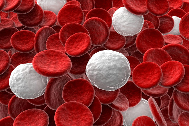 赤血球　白血球