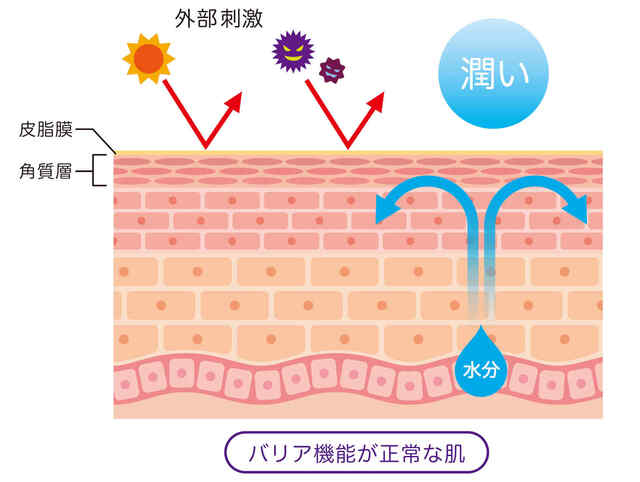 肌のバリア機能
