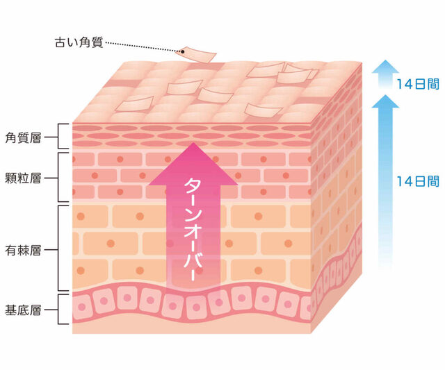 肌のターンオーバー
