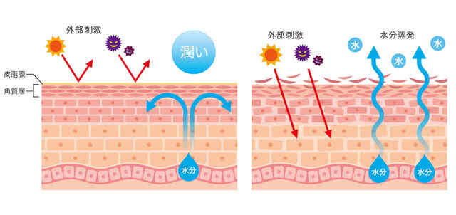 肌のバリア機能
