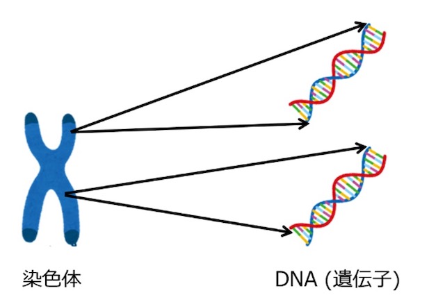 染色体　遺伝子