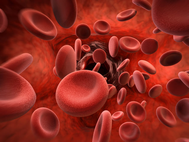 赤血球　イメージ