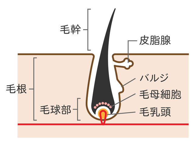 発毛組織（毛乳頭・毛母細胞・バルジ）の解説図