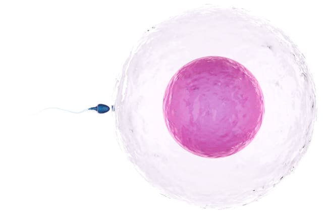 精子　卵子　受精