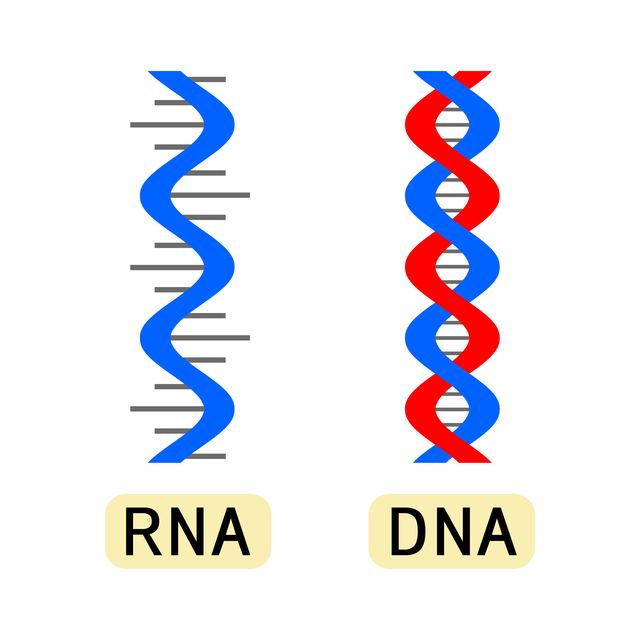 RNA、DNA