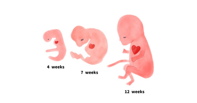 胎児の発育